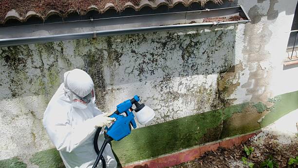 Mold Remediation service in Hamburg, Hamburg, MN